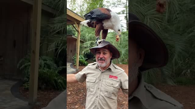 How beautiful is this African fish eagle!🐠 don’t stand a chance against its large clawed talons🦅
