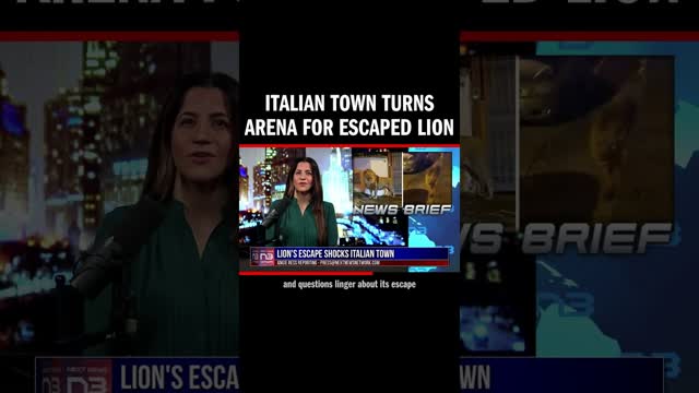Lion roams streets of Ladispoli, Italy, after circus escape