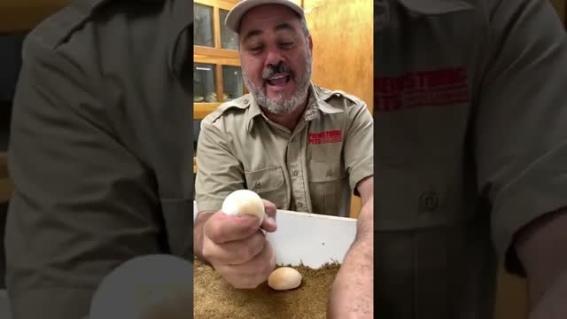 What’s Inside An Infertile Egg 🥚 #shorts #animals #reptile #snake #python #egg #infertile #zoo