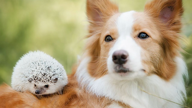 Dogs and their Unique Animal Friends
