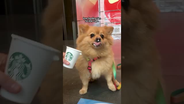 Ultimate Pet Routine With @LordLeoTheLazyPom | The Dodo