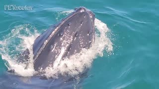 Whale Watching Close up Encounter of a Humpback Whale