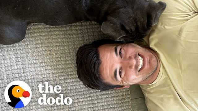 NFL Player Ryan Kerrigan Can’t Stop Rescuing Tiny Bulldogs | The Dodo Teammates