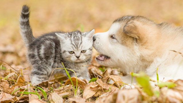 Funny Cat and Dog Vines - Funny Cats Bite Dogs Compilation (2019)