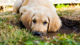 Funny Dog Digging Video
