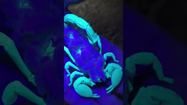 Amazing Scorpion 🦂 #scorpion #babies #livingthedream #reptile #zoo #shorts #youtubeshorts