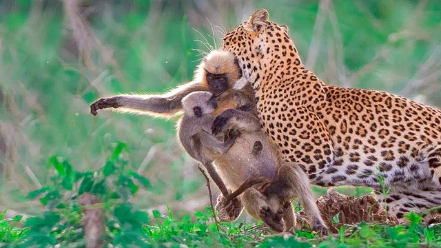 Leopard Uses Captured Baby Monkey as Bait