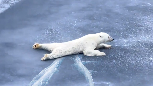 How Did Polar Bears Learn This