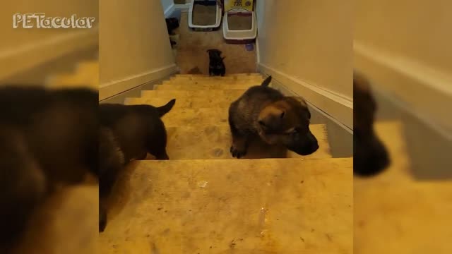 Funny Puppies Learning to Climb Stairs - Its a Puppy Stampede!