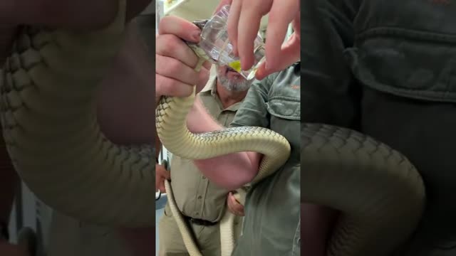 Milking Venomous Snakes 😱 #shorts #animals #reptile #snake #cobra #venomous #australia #zoo