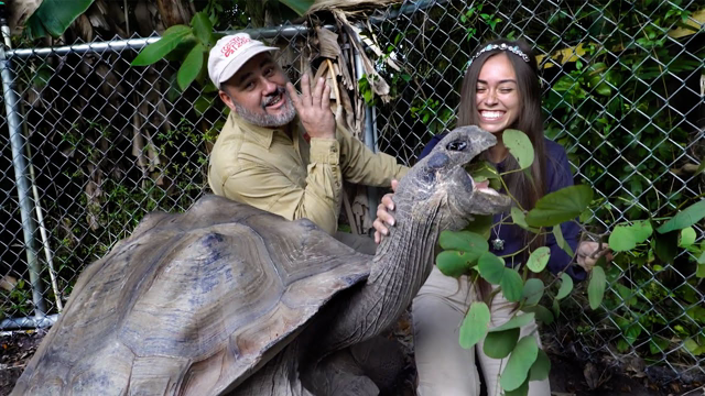 Feeding The Largest Tortoises In The World! 😱