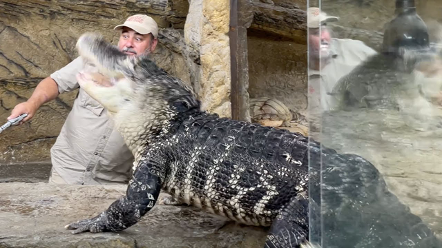 Alligator Feeding GONE EXTREME 🐊