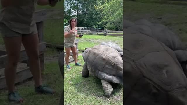 Feeding World’s Biggest Tortoises 🐢 #shorts #reptile #giant #tortoise #dinosaur #cuteanimals #zoo