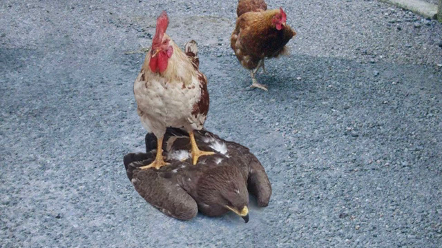 Any Rooster Could Kill a Hawk