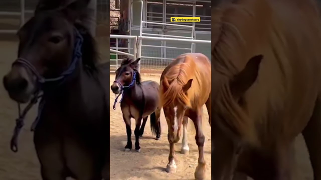 Rambunctious Little Mule Keeps His 32-Year Old Horse Friend Young | The Dodo