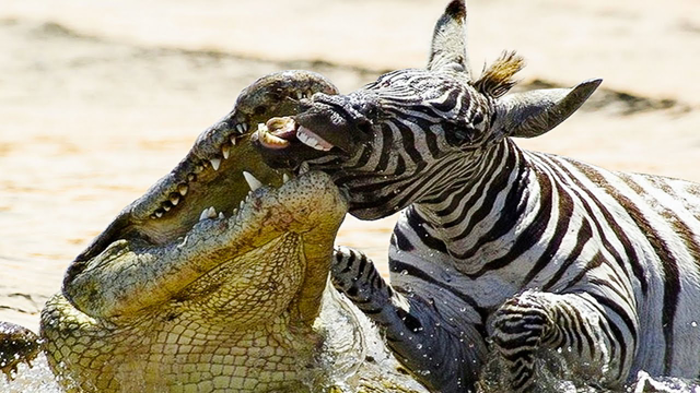 1001 Ways to Die As a Zebra