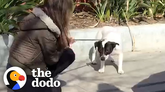 Woman sleeps on kitchen floor with terrified dog to help him feel safe | The Dodo Heroes