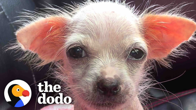 Tiny Naked Pink Puppy Has The Biggest Glow Up | Little But Fierce The Dodo