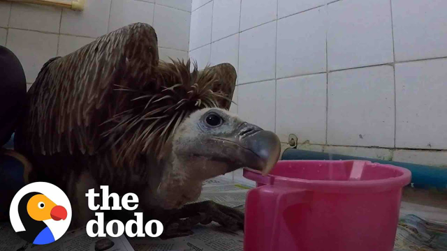 Hearbroken Vulture Can Finally Fly Again Thanks To His Rescuers | The Dodo