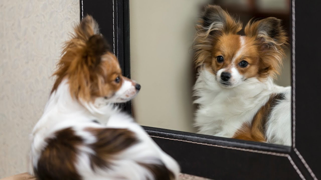 Funny Dog Videos Puppy vs Mirror Compilation (2019)