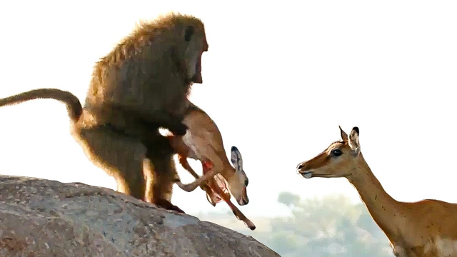 This Baboon Kidnaps and Eats the Baby Impala Alive