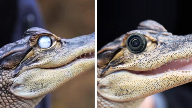 Animals That Asked People for Help
