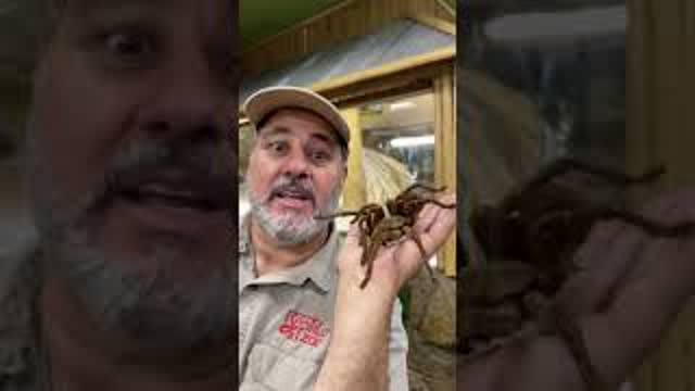 The Biggest Spider on Earth 😱