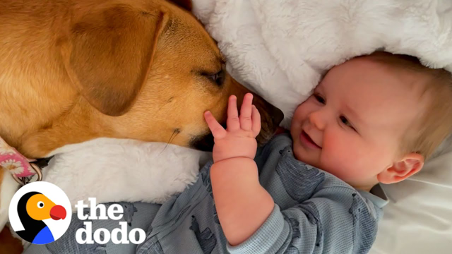 Rescue Dog Helps Her Toddler Brother Take His First Steps | The Dodo