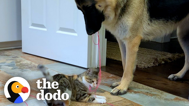 German Shepherd Carries Cat Toy Around The House For The New Kitten To Play With | The Dodo