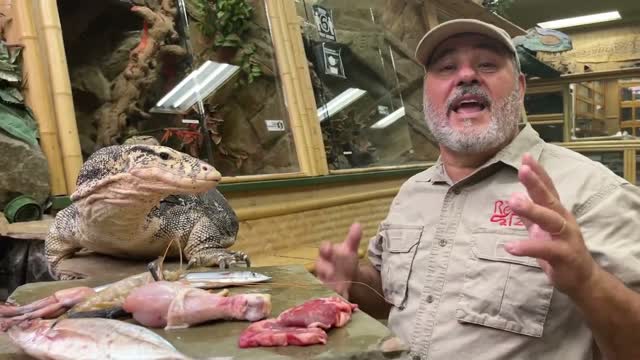 Giant Monitor Lizard Variety Pack Buffet!