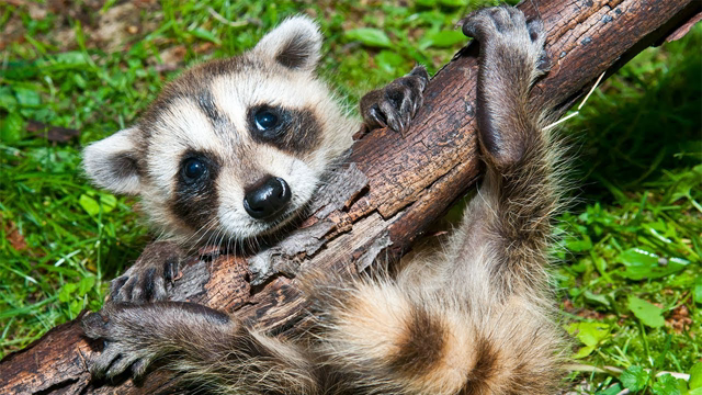 Cats and Raccoons Playing Together Funny Raccoons and Cats Compilation (2019)
