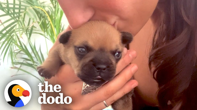 Tiny Cleft Puppy Becomes Best Foster Dad | The Dodo