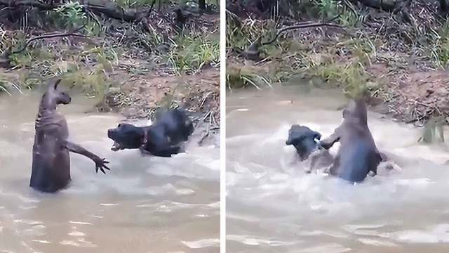 This Kangaroo Tried to Drown the Dog