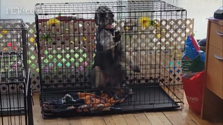 Funny Dog Making Funny Noises