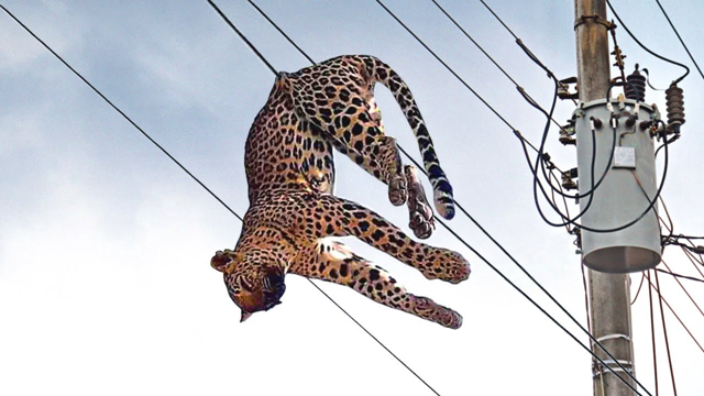 Moments When Animals Face the Electricity