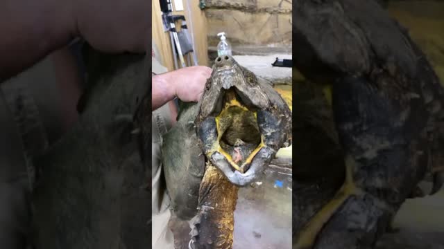 Giant snapping turtle 🐢