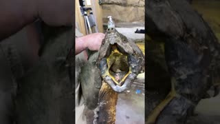Giant snapping turtle 🐢