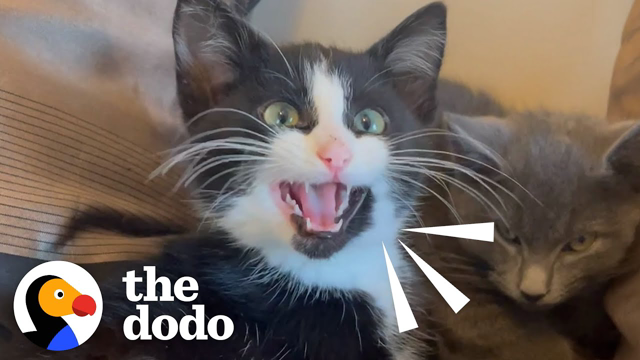 Hissing Kitten Took 2 Months To Warm Up To Her Rescuer | The Dodo