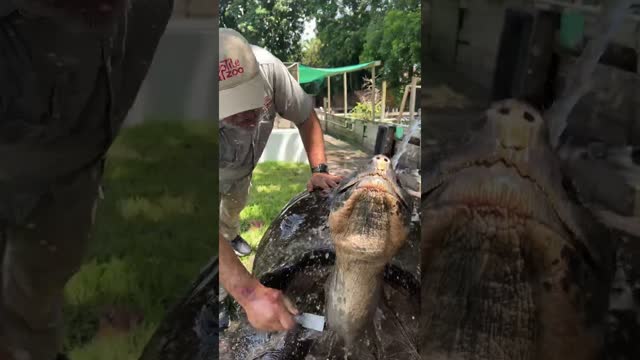 106 Year Old Galapagos Tortoise! 🐢 😱
