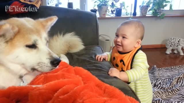 Funny Dogs and Funny Kids Talking Compilation