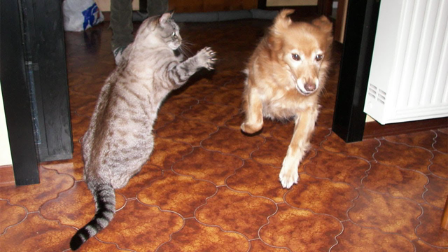 Funny Cat and Dog Videos Grumpy Cats Bite Dogs Compilation