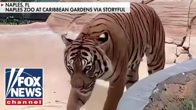 Remembering 'Eko the Tiger'
