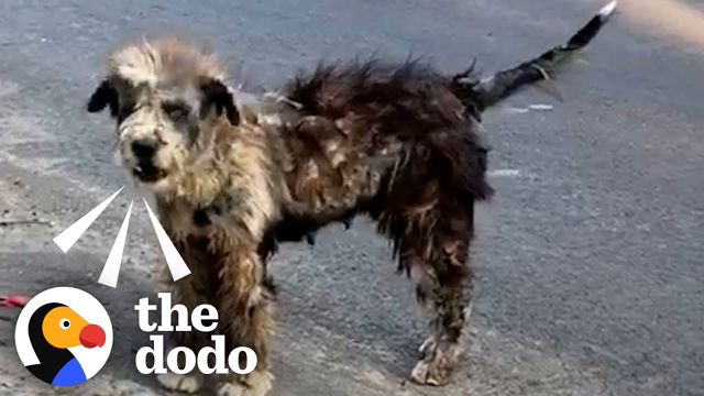 Watch This Street Dog Transform Into The Fluffiest Puppy | The Dodo