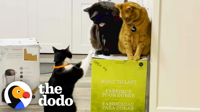Cats Become Obsessed With Their Mom's New Vitamix Packaging Box | The Dodo