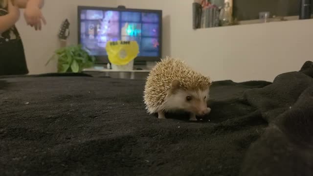 Lily and Ivy get to Feed a Hedgehog!