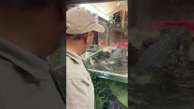 Huge Alligators Come To Their Names 😱 #shorts #animals #reptile #giant #dinosaur #alligator #zoo