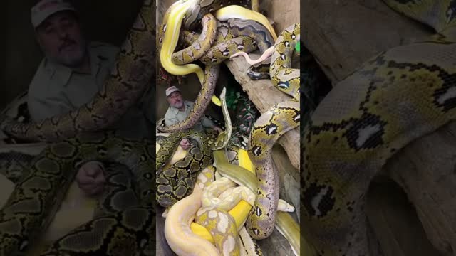 Surrounded By Giant Pythons 😳 #shorts #animals #reptile #giant #snake #python