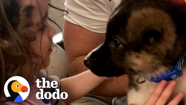 Puppy Grows Up With Little Girl During Quarantine | The Dodo Foster Diaries
