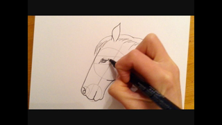 Beginners Lesson - How To Draw A Horse