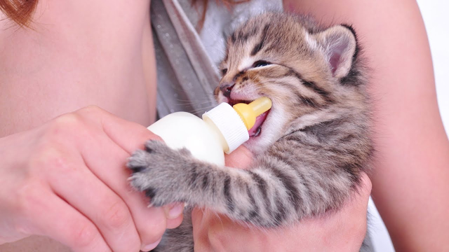 Funny Cat Videos - Cute Kittens Drinking from Bottles Compilation (2018)